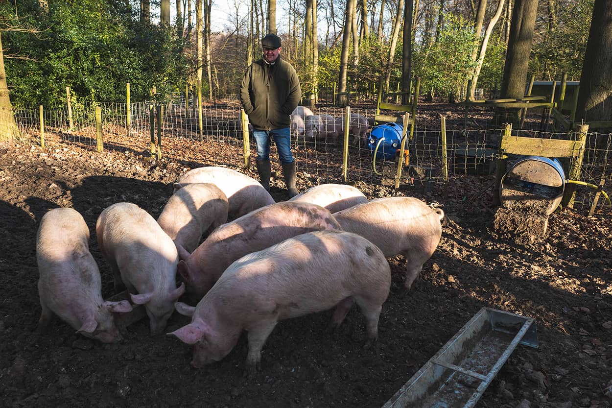 Free range woodland pigs