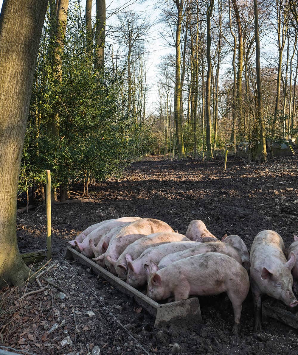 Woodland Bred Pork Woodland Bred Pork